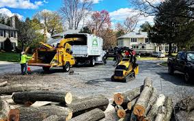 How Our Tree Care Process Works  in  Fort Worth, TX