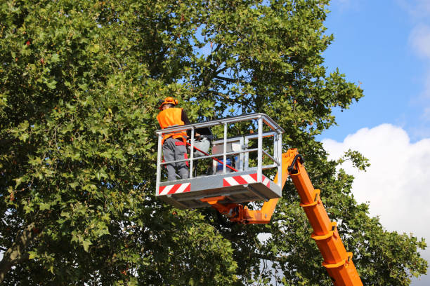 Best Tree Maintenance Programs  in Fort Worth, TX