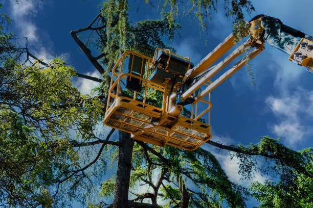 Professional Tree Services in Fort Worth, TX