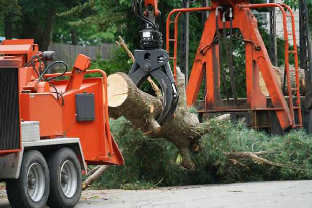  Fort Worth, TX Tree Services Pros