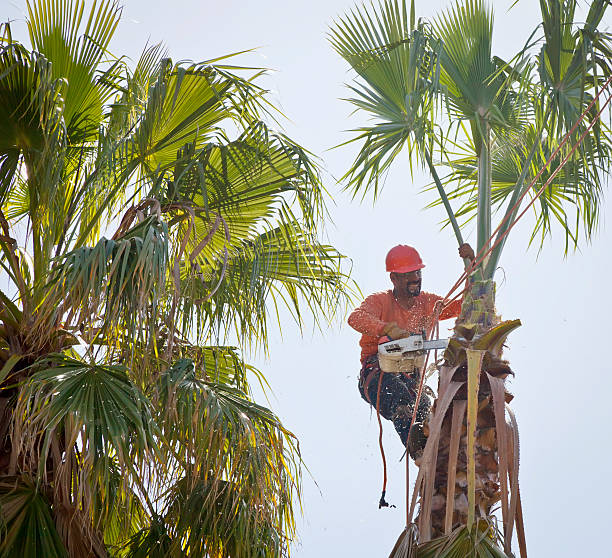 Best Hazardous Tree Removal  in Fort Worth, TX