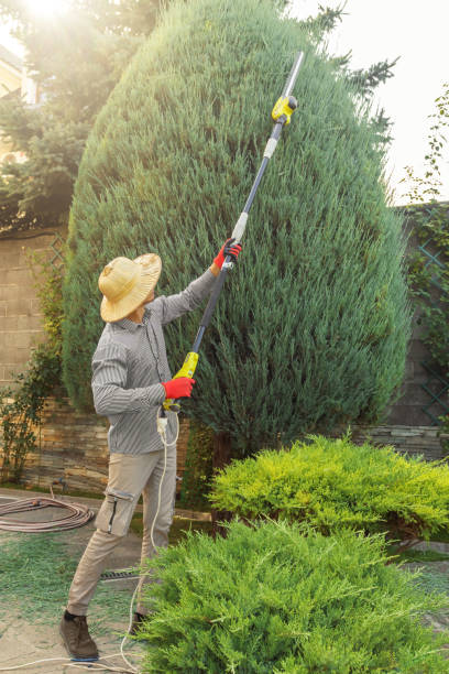 Best Palm Tree Trimming  in Fort Worth, TX